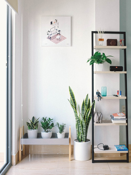 Een plant in je kamer zorgt voor een frisse sfeer